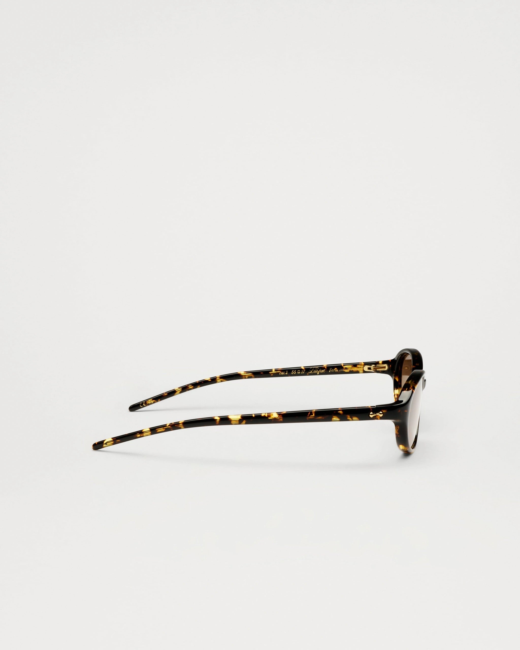 Ellipse - Ferral Tortoise